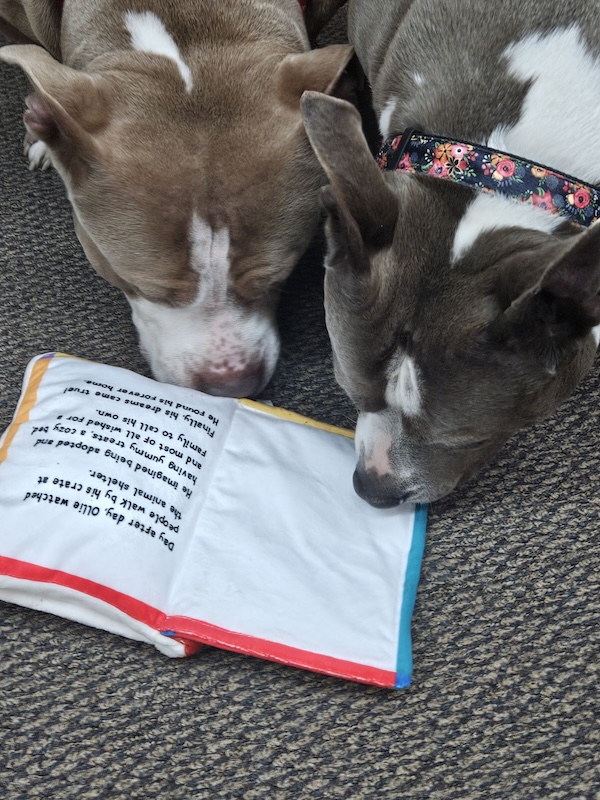 Two dogs are sniffing at a dog tou that resembles an open book.