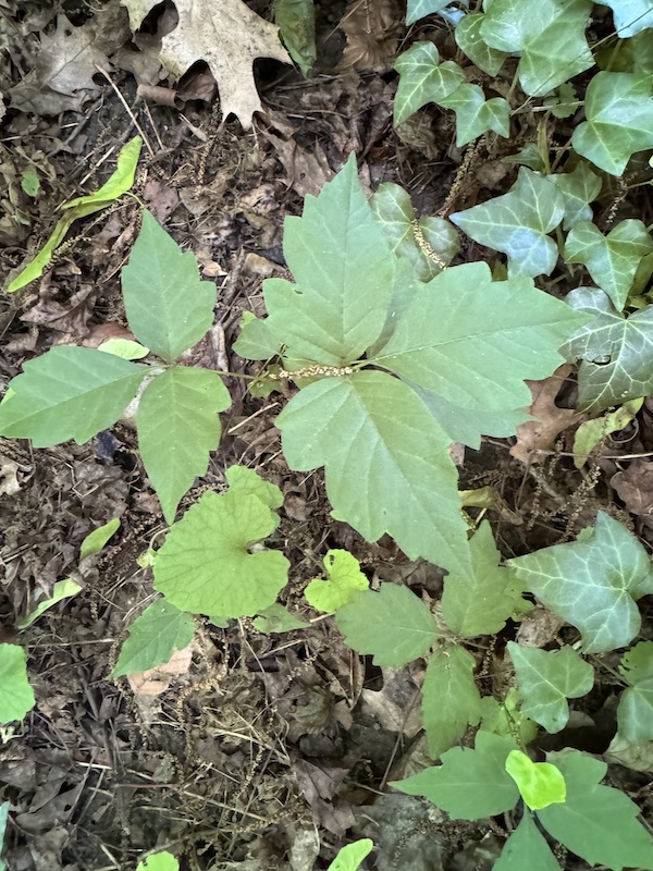 A poison ivy plant.