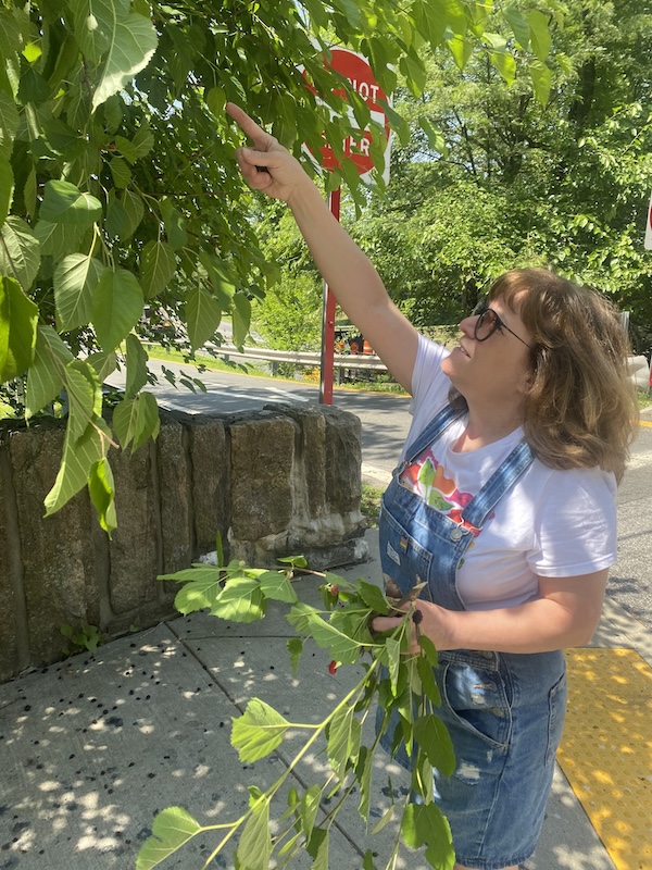 Librarian Trainee Jackie Leone picking mulberry from a mulberry tree.