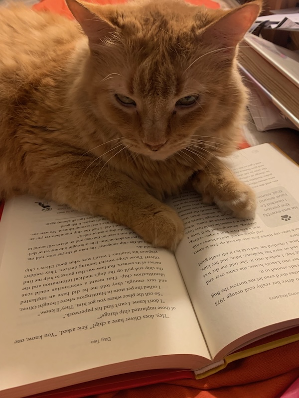 An orange cat is resting on top of an open book.
