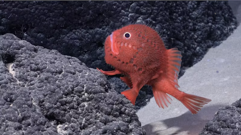 A deep-sea fish with red scales that uses its fins to "walk" across the sea floor.