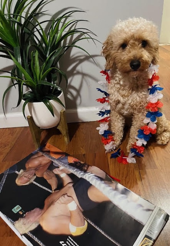 A brown dog sits with a red, white and blue lei around its body. A WWE book is open on the floor.