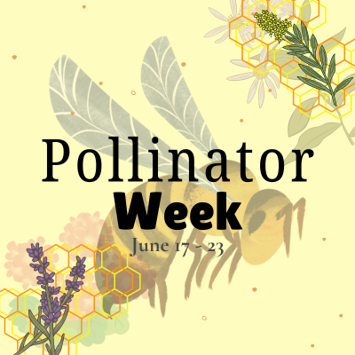 Text reads: Pollinator Week June 17-23. The image is of a bee and flowers over a honeycomb pattern.