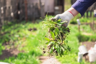 A gloved hand pulling weeds out of a garden.