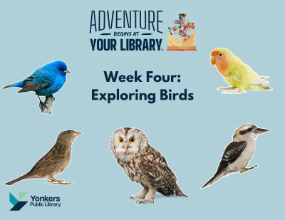 Week Four Adventure Begins at Your Library: Exploring birds. Pictures of several birds are on a blue background.
