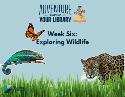 Adventure Begins at Your Library, Summer Reading Week 6. Exploring wildlife. A lizard, a cheetah, and a butterfly are on a blue background with grass in the foreground.