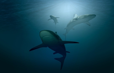 Three sharks swim in the open ocean.