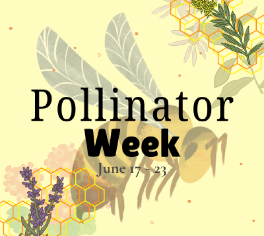 Text reads: Pollinator Week June 17-23. The image is of a bee and flowers over a honeycomb pattern.