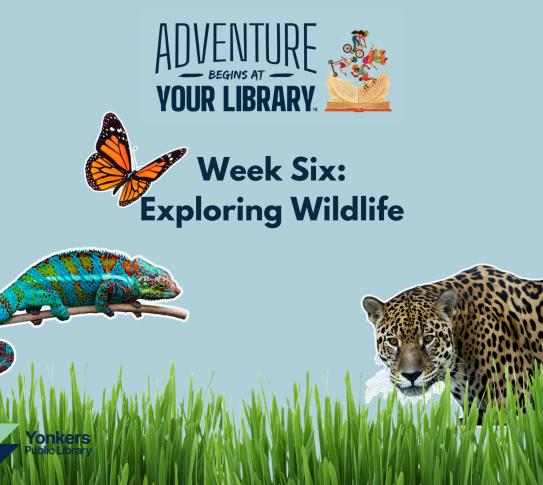 Adventure Begins at Your Library, Summer Reading Week 6. Exploring wildlife. A lizard, a cheetah, and a butterfly are on a blue background with grass in the foreground.