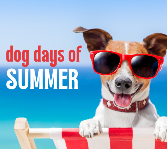 A dog wearing sunglasses is looking over the back of a beach chair. The text reads "dog days of summer".