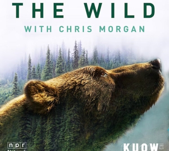 thewildwithchrismorgan