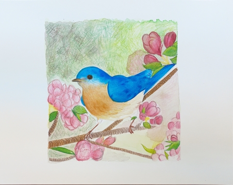 Image of a drawing of an Eastern Bluebird