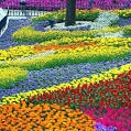 photo of a multicolored garden
