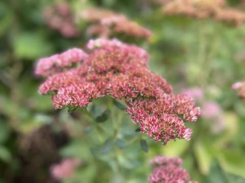 Image of Fall flowers