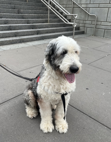 Cooper, a large sheepdog, sitting on a sidewalk