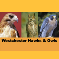 photo of westchester hawks and owls