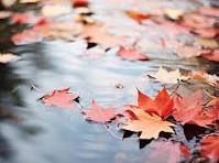 Image of Autumn leaves on the water