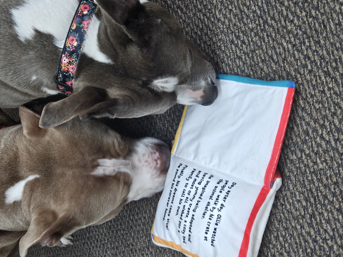 Photo of Maya and Gus Gus dogs reading a book