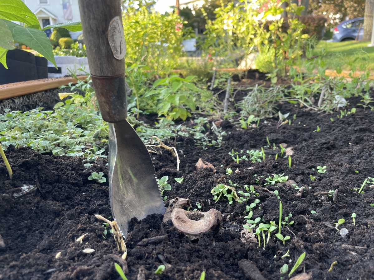 Image of cover crop seedlings in the raised bed